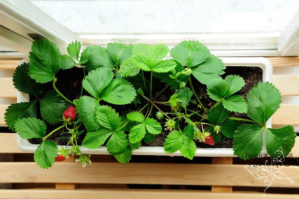 Strawberry window pots
