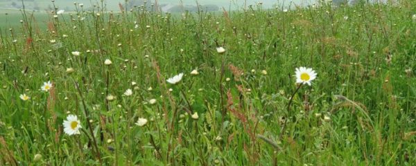 Today is National Meadows Day, but why are wildflower meadows important?